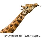 Giraffe Licking   Isolated