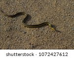 Garter Snake  Garden Snake ...