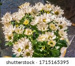 Shasta Daisies  Leucanthemum  ...