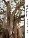 Small photo of Tule tree in Mexico - the stoutest tree in the world