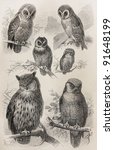 Vintage Owls Types Drawing  ...