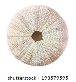 Sea Urchin Shell Isolated On...