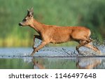 Roe Deer  Capreolus Capreolus 