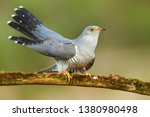 Common Cuckoo  Cuculus Canorus  ...