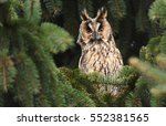 Long Eared Owl  Asio Otus 