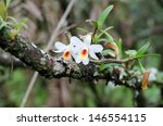 Dendrobium Christyanum  Wild...