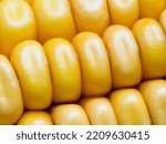 Maize Kernels In Regular Rows...