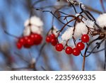 Viburnum Tree Branches With Red ...