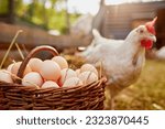 farmer holding goat with eggs in chicken eco farm, free range chicken farm