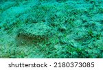 Small photo of Closeup of the Flounder fish lie on green seagrass. Leopard flounder or Panther flounder (Bothus pantherinus).Red Sea, Egypt