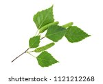 Green birch buds and leaves isolated on white background