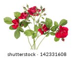 Flowers Of Rambling Rose On A...