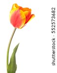 Single Tulip Flower Isolated On ...