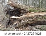 Small photo of huge Oak tree brought down by Root rot