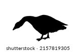 goose vector silhouette... | Shutterstock .eps vector #2157819305