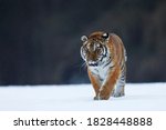 Siberian Tiger Walk On Snow....