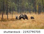 Small photo of Bear family in orange autumn. Pups with mother. Brown bear, Ursus actor, in nature habitat, taiga in Finland.