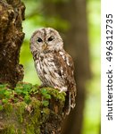 Young Tawny Owl In Forest  ...