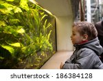 The Child Watching Fishes In An ...