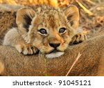 Lion Cub Resting On Mom