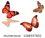 three color butterflies  ... | Shutterstock . vector #1288557832