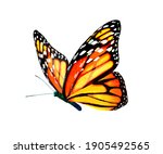 Color Monarch Butterfly  ...