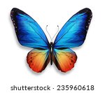 Color butterfly  isolated on...