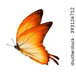 Morpho Orange Butterfly  ...