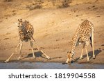Two Adult Female Giraffes...
