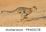 Cheetah  Acinonyx Jubatus ...