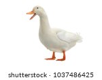 Duck On A White Background