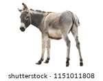 donkey isolated a on white background