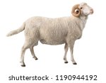 white ram isolated on white background