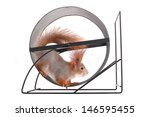 Squirrel runs in a wheel on a...