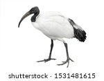 African Sacred Ibis Isolated On ...