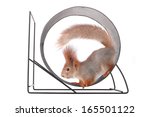 Squirrel runs in a wheel on a...
