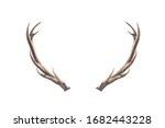 Deer horns isolated on a white background.