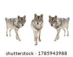 Three Gray Wolf Isolated On A...
