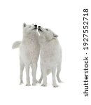 Small photo of Kiss of the she-wolf . Wolf and she-wolf isolated on white background