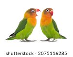 Small photo of Two lovebird parrots sort out the relationship between themselves isolated on white background