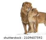 Lion and lioness isolated on white background