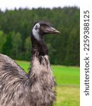 Emu Ostrich Portrait On The...