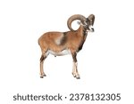mouflon isolated on white background