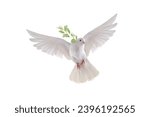 White dove in flight on a white ...