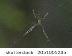 A Banded Yellow Cross Spider