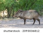 Side View Of A Collared Peccary ...