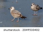 Juvenile Herring Gulls Walking...