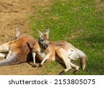 Two Red Kangaroo's Lying On The ...