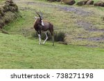 Blesbok On A Grass Slope Being...