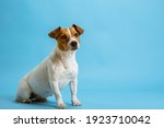 dog pet jack russell terrier on ... | Shutterstock . vector #1923710042